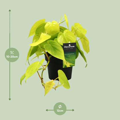 Kamerplant - Philodendron Lime - Hangplant - Pot Ø 12cm Hoogte ↕ 20cm