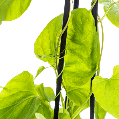 Buitenplant 4x Ipomoea Tricolor Heavenly Blue - Klimplant - Pot Ø 13cm Hoogte ↕ 60cm