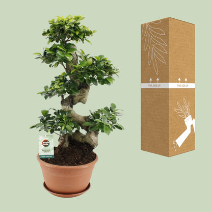 Kamerplant - Ficus Ginseng - Pot Ø 27cm Hoogte ↕ 70cm
