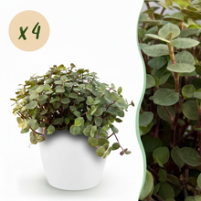 Kamerplant 4x Callisia repens - Pot Ø 12cm Hoogte ↕ 17-20cm