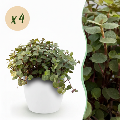 Kamerplant 4x Callisia repens - Pot Ø 12cm Hoogte ↕ 17-20cm