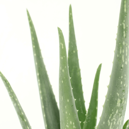 Kamerplant 2x Aloe Vera - Succulent - Pot Ø 12cm Hoogte ↕ 40cm