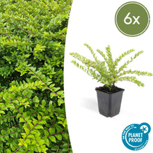 Buitenplant 6x Lonicera nit. 'Maigrün' - Groenblijvend - Pot Ø 9cm Hoogte ↕ 10-25cm