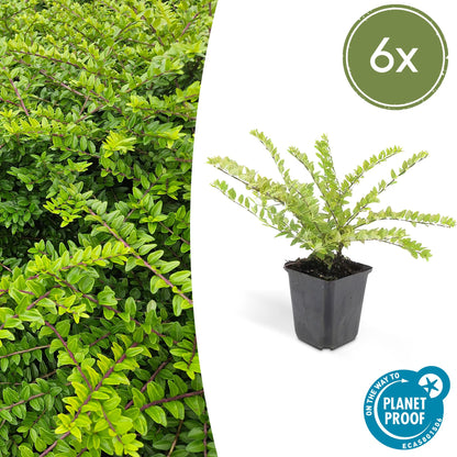 Buitenplant 6x Lonicera nit. 'Maigrün' - Groenblijvend - Pot Ø 9cm Hoogte ↕ 10-25cm