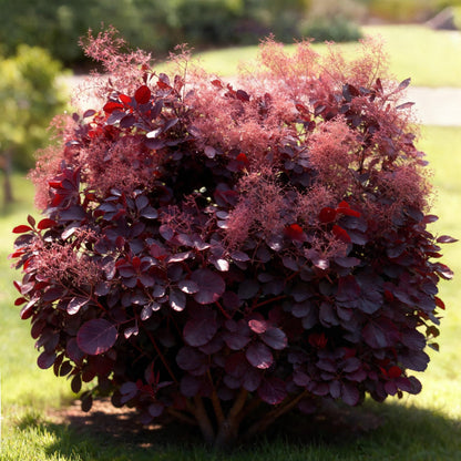 Buitenplant - Cotinus coggygria Lilla - Pot Ø 12cm Hoogte ↕ 35cm