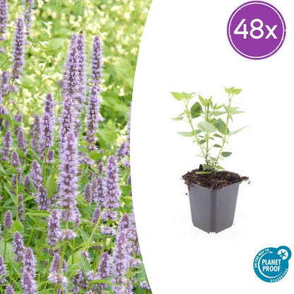 Buitenplant 48x Agastache 'Blue Fortune' - Bloeiend - Pot Ø 9cm Hoogte ↕ 10-25cm