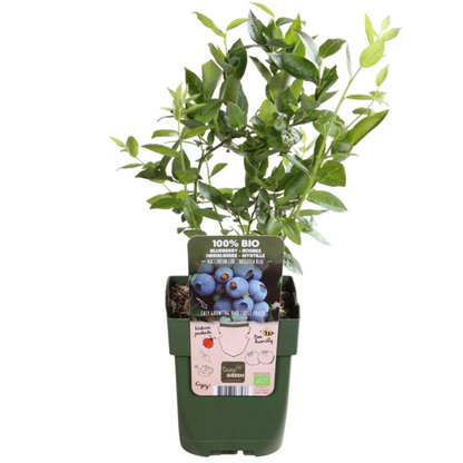 Buitenplant - BIO Fruitplanten mix - Set van 4 soorten