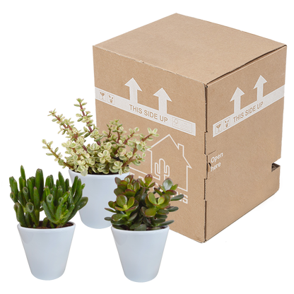 Kamerplant 3x Crassula mix - Pot Ø 8.5cm