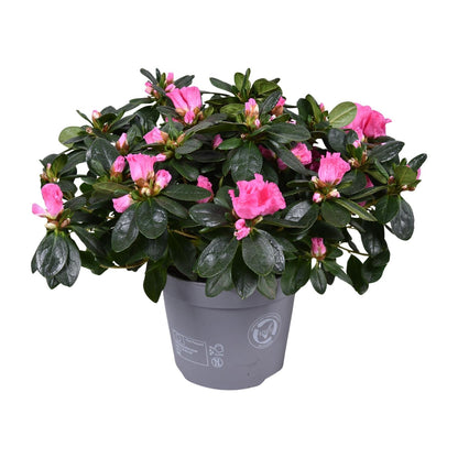 Buitenplant - Azalea Rose Vogel - Bloeiend - Pot Ø 14cm Hoogte ↕ 30cm