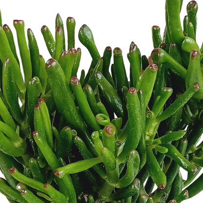 Kamerplant - Crassula Gollum - Pot Ø 17cm