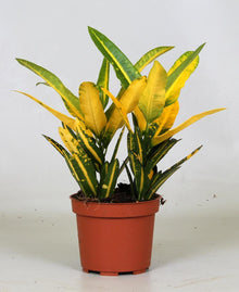 Kamerplant - Croton Sunny Star - Pot Ø 12cm Hoogte ↕ 30cm