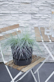 Buitenplant - Festuca glauca Azura Blue - Pot Ø 19cm Hoogte ↕ 40cm
