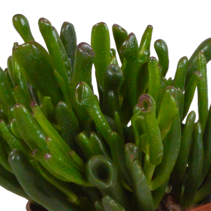 Kamerplant 3x Crassula mix - In Mexicaanse pot - Pot Ø 10,5cm