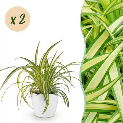 Kamerplant 2x Chlorophytum comosum Variegatum - Pot Ø 12cm Hoogte ↕ 20cm