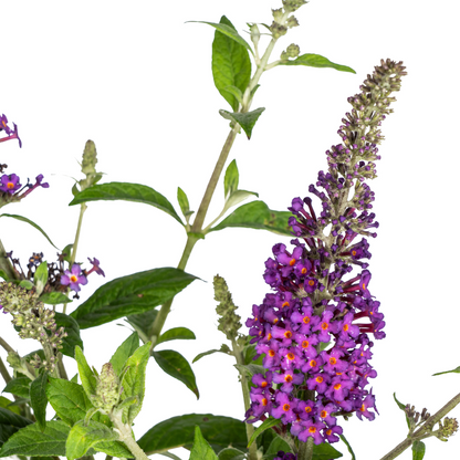 Buitenplant - Buddleja davidii Purple - Bloeiend - Pot Ø 19cm Hoogte ↕ 40-50cm