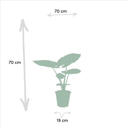 Kamerplant set - Strelitzia Nicolai ↕85cm + Alocasia Macrorrhiza ↕70cm - Pot Ø 19cm