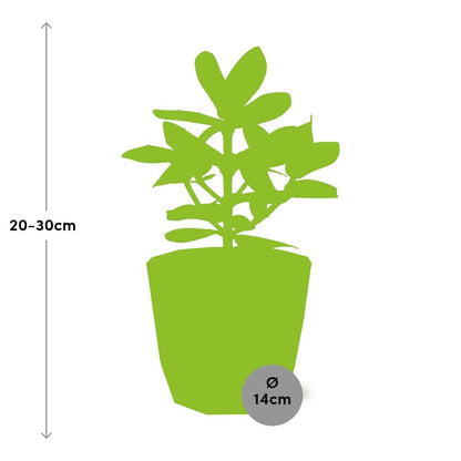 Kamerplant - Clusia Princess - Pot Ø 14cm
