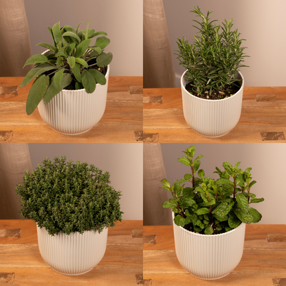 Buitenplant 4x Tuinkruiden Mix - Pot Ø 14cm Hoogte ↕ 18cm