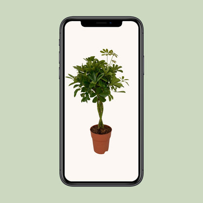 Kamerplant - Schefflera Compacta - Pot Ø 19cm Hoogte ↕ 80cm