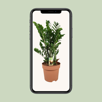 XL kamerplant - Zamioculcas Zamiifolia - Luchtzuiverend - Pot Ø 30cm Hoogte ↕ 110cm