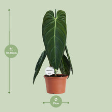 Kamerplant - Philodendron Melanochrysum - Pot Ø 21cm Hoogte ↕ 75cm