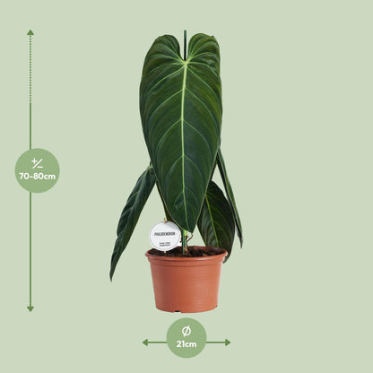 Kamerplant - Philodendron Melanochrysum - Pot Ø 21cm Hoogte ↕ 75cm