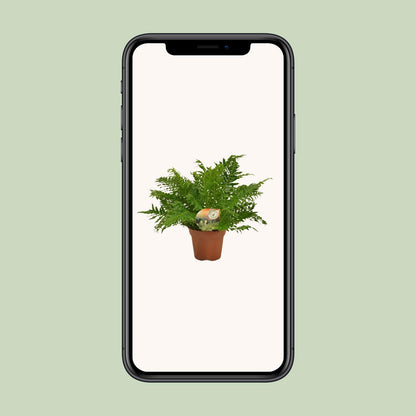 Kamerplant - Blechnum Silver Lady - Pot Ø 17cm Hoogte ↕ 50cm