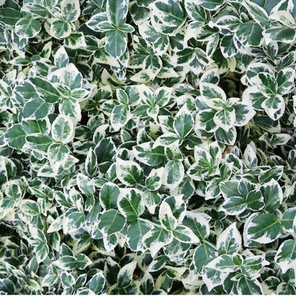 Buitenplant 6x Euonymus fortunei 'Emerald Gaiety' - Winterhard - Pot Ø 9cm Hoogte ↕ 10-25cm