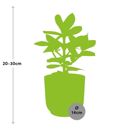 Kamerplant - Clusia Princess - Pot Ø 14cm