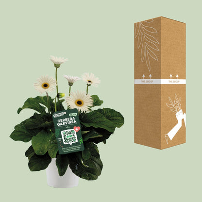 Buitenplant - Garvinea Gerbera Wit - Bloeiend - Pot Ø 19cm Hoogte ↕ 50cm