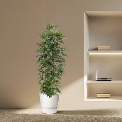 Kamerplant - Monstera Monkey Leaf - Gaasrek - Pot Ø 27cm Hoogte ↕ 180cm
