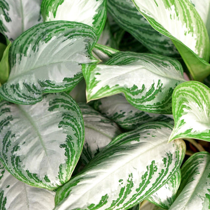Green BoutiQ - Green is... Kamerplanten - Aglaonema Silver Bay - Zilverblad - Weinig onderhoud - Groen - 2 Planten - Pot 17cm - Hoogte 70-75cm