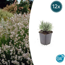 Buitenplant 12x Lavandula int. 'Edelweiss' - Bloeiend - Pot Ø 9cm Hoogte ↕ 10-25cm