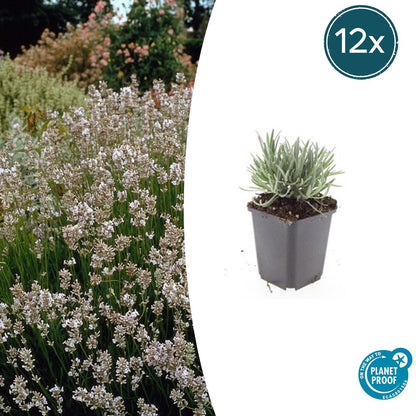 Buitenplant 12x Lavandula int. 'Edelweiss' - Bloeiend - Pot Ø 9cm Hoogte ↕ 10-25cm