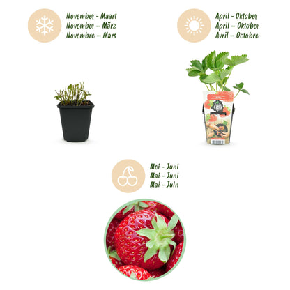Buitenplant 3x Fragaria Elvira - Winterhard - Pot Ø 9cm Hoogte ↕ 20cm