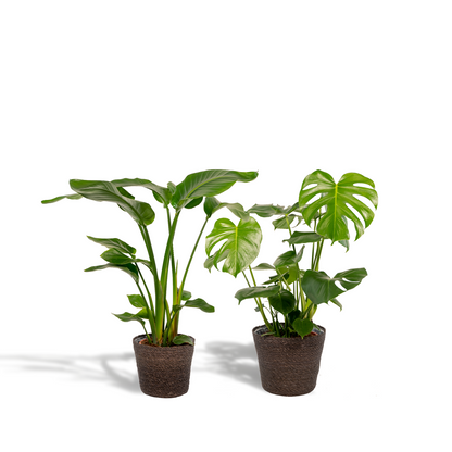 Kamerplant - Strelitzia Nicolai ↕85cm + Monstera Deliciosa ↕75cm + Mand Igmar