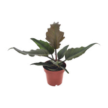 Kamerplant - Philodendron Caramel - Pot Ø 12cm Hoogte ↕ 25cm