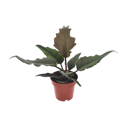 Kamerplant - Philodendron Caramel - Pot Ø 12cm Hoogte ↕ 25cm