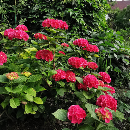 Buitenplant 3x Hortensia Hydrangea macrophylla Rood - Bloeiend - Pot Ø 17cm Hoogte ↕ 30cm