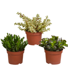 Kamerplant 3x Crassula mix - Hoogte ↕ 10.5cm
