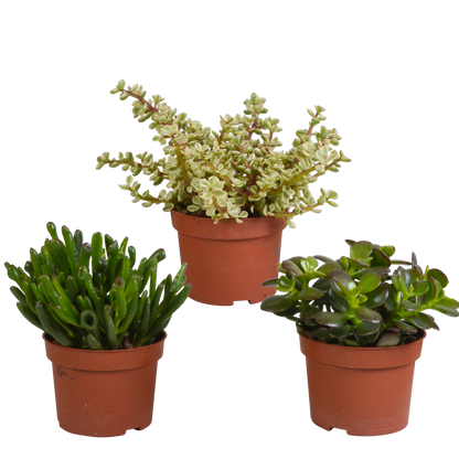 Kamerplant 3x Crassula mix - Hoogte ↕ 10.5cm