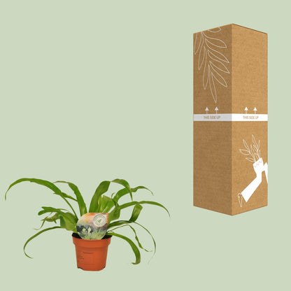 Kamerplant - Asplenium Antiquum - Pot Ø 12cm Hoogte ↕ 30cm
