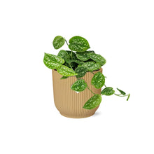 Kamerplant - Scindapsus Pictus 'Argyraeus' - Pot Ø 14cm