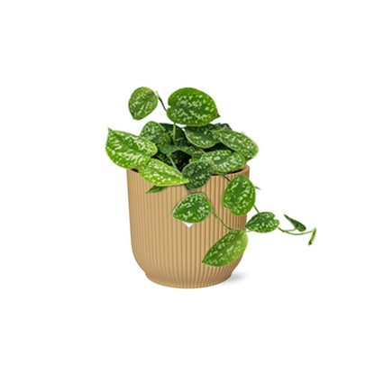 Kamerplant - Scindapsus Pictus 'Argyraeus' - Pot Ø 14cm