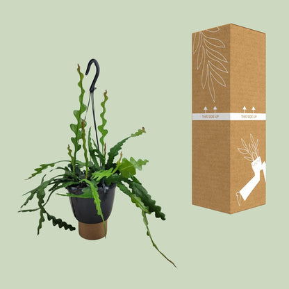 Kamerplant - Epiphyllum Anguliger - Pot Ø 14cm Hoogte ↕ 35cm