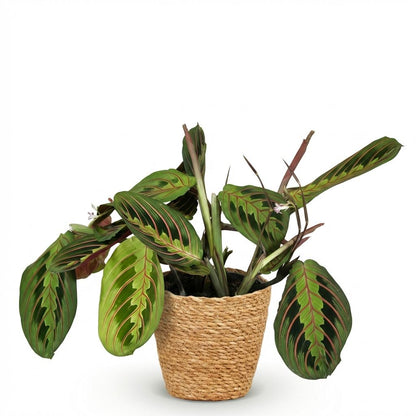 Kamerplant - Maranta Fascinator Tricolour - Gebedsplant - Pot Ø 12cm Hoogte ↕ 25cm