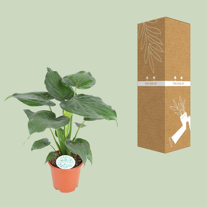 Kamerplant - Alocasia Cucullata - Pot Ø 21cm Hoogte ↕ 80cm
