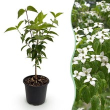 Buitenplant - Cornus kousa chinensis - Bloeiend - Pot Ø 12cm Hoogte ↕ 35cm
