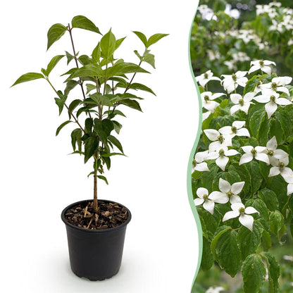 Buitenplant - Cornus kousa chinensis - Bloeiend - Pot Ø 12cm Hoogte ↕ 35cm