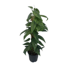 Kamerplant - Epipremnum Cebu Blue - Mosstok - Pot Ø 15cm Hoogte ↕ 60cm